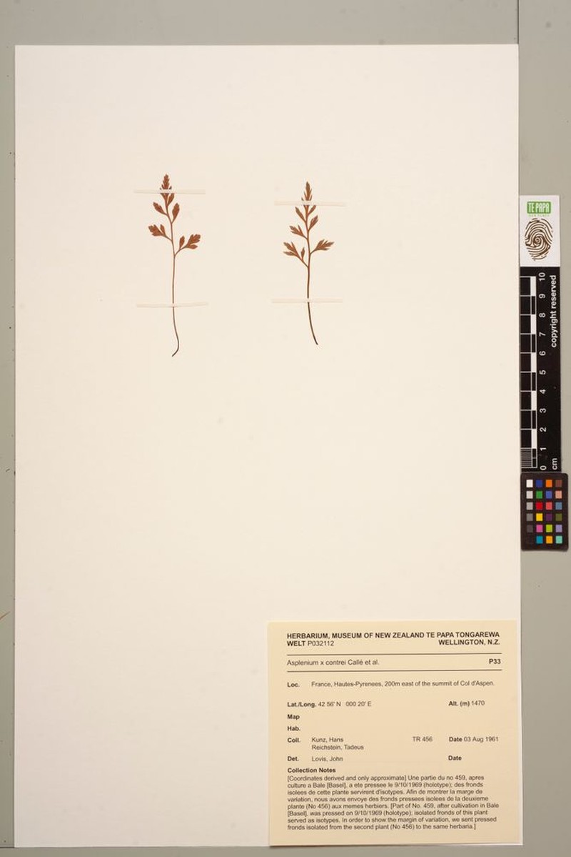 Asplenium × contrei