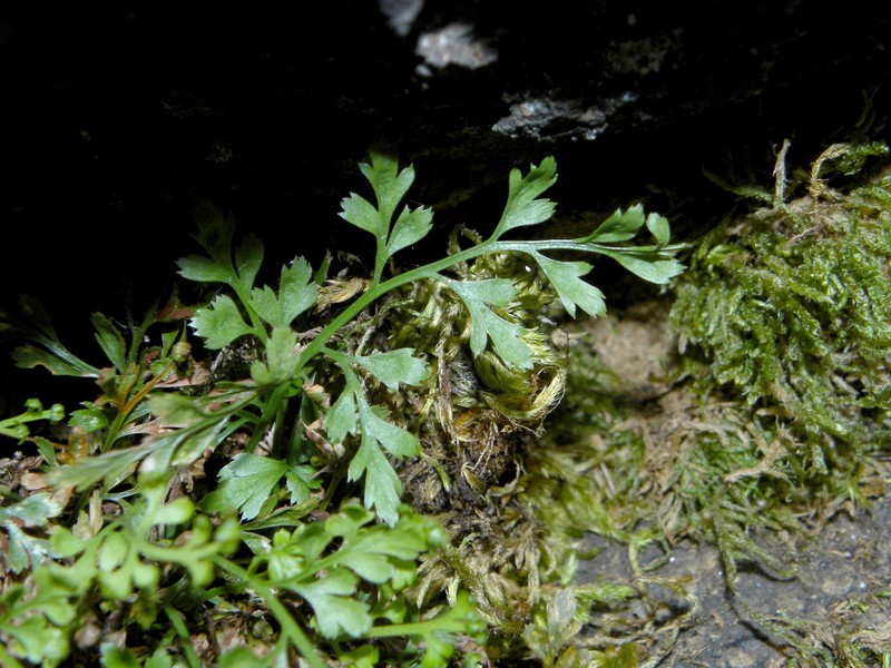 Asplenium × costei