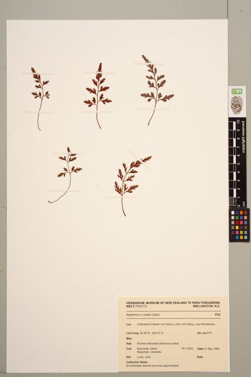 Asplenium × costei photo 3