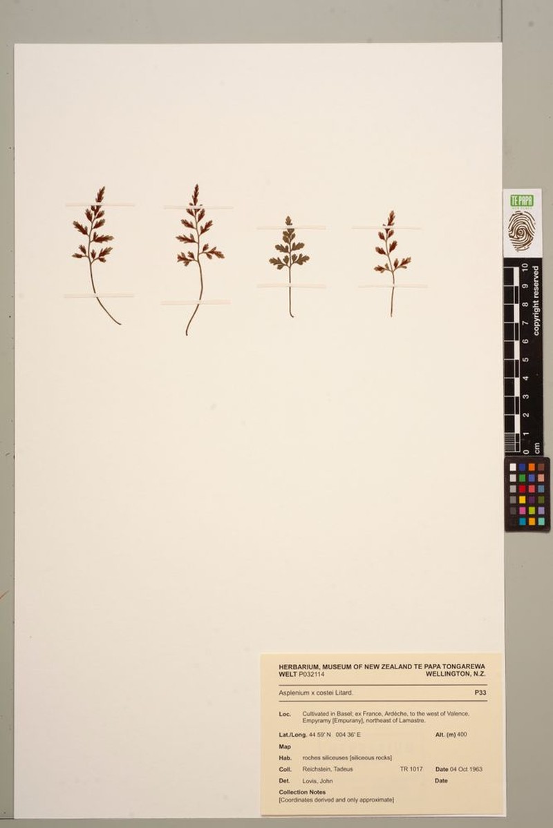 Asplenium × costei photo 4