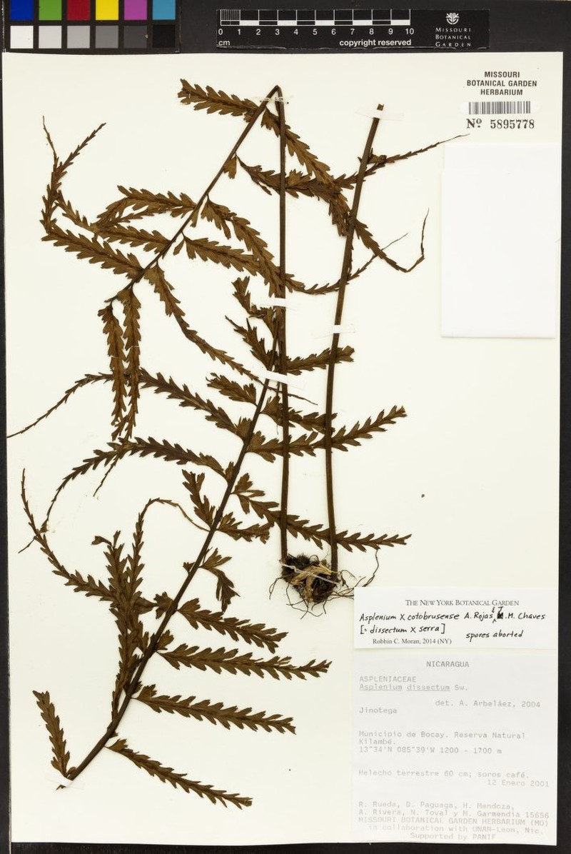 Asplenium × coto-brusense