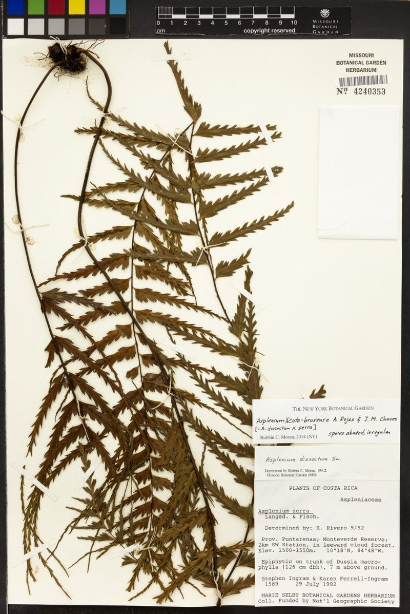 Asplenium × coto-brusense photo 2