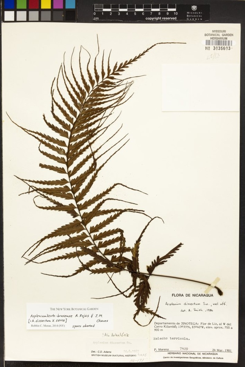 Asplenium × coto-brusense photo 3