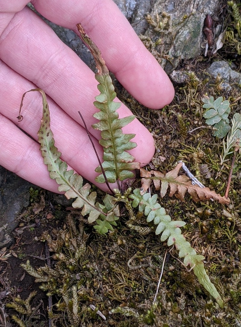 Asplenium × ebenoides photo 2