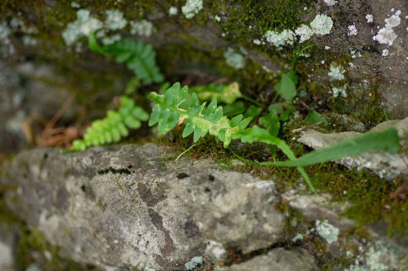 Asplenium × ebenoides photo 3