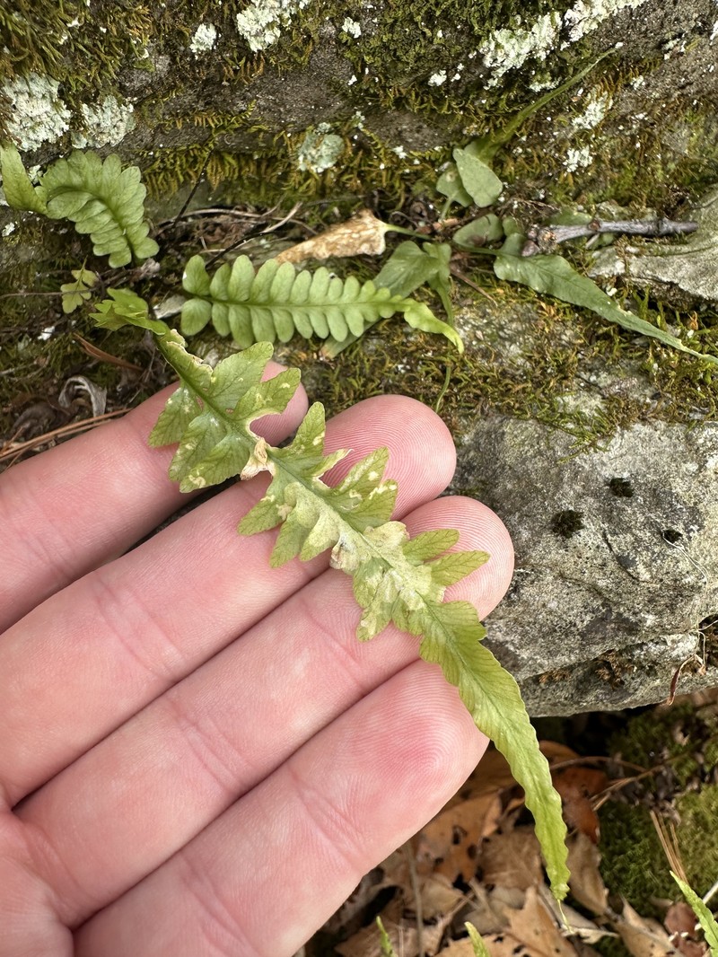 Asplenium × ebenoides photo 4
