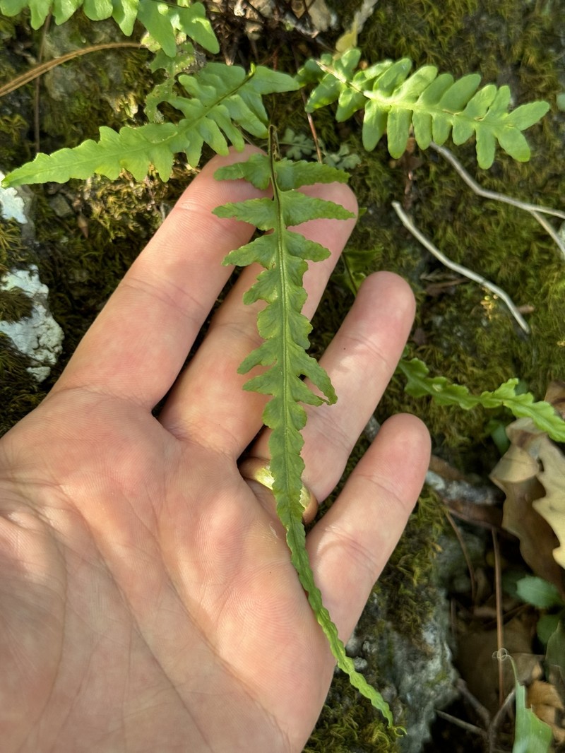 Asplenium × ebenoides photo 5