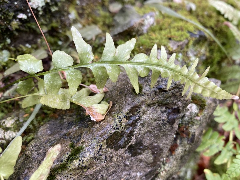 Asplenium × ebenoides photo 6