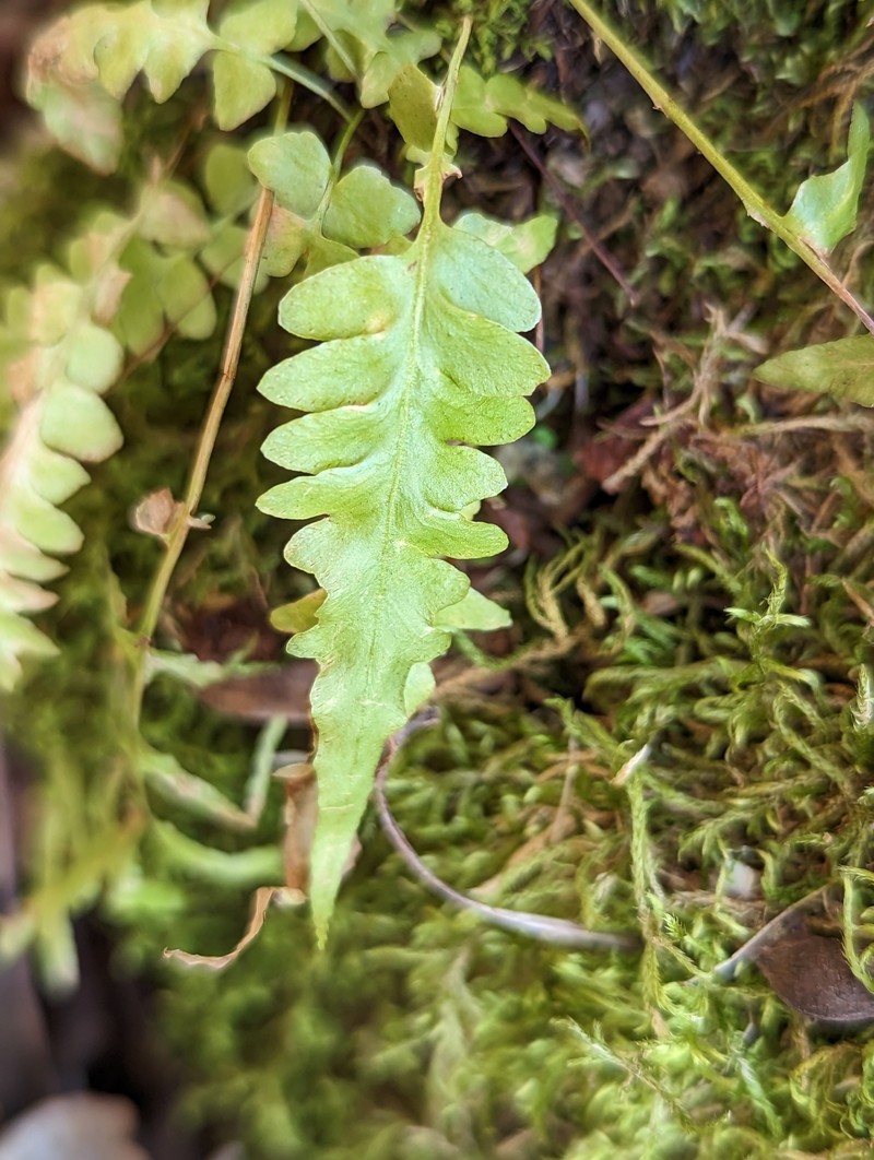 Asplenium × ebenoides photo 7