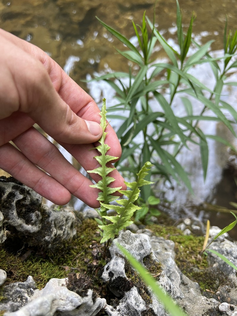 Asplenium × ebenoides photo 8