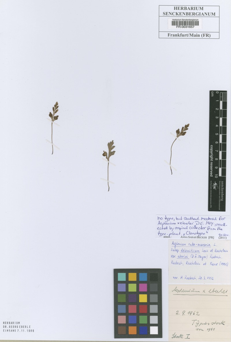 Asplenium × eberlei photo 4