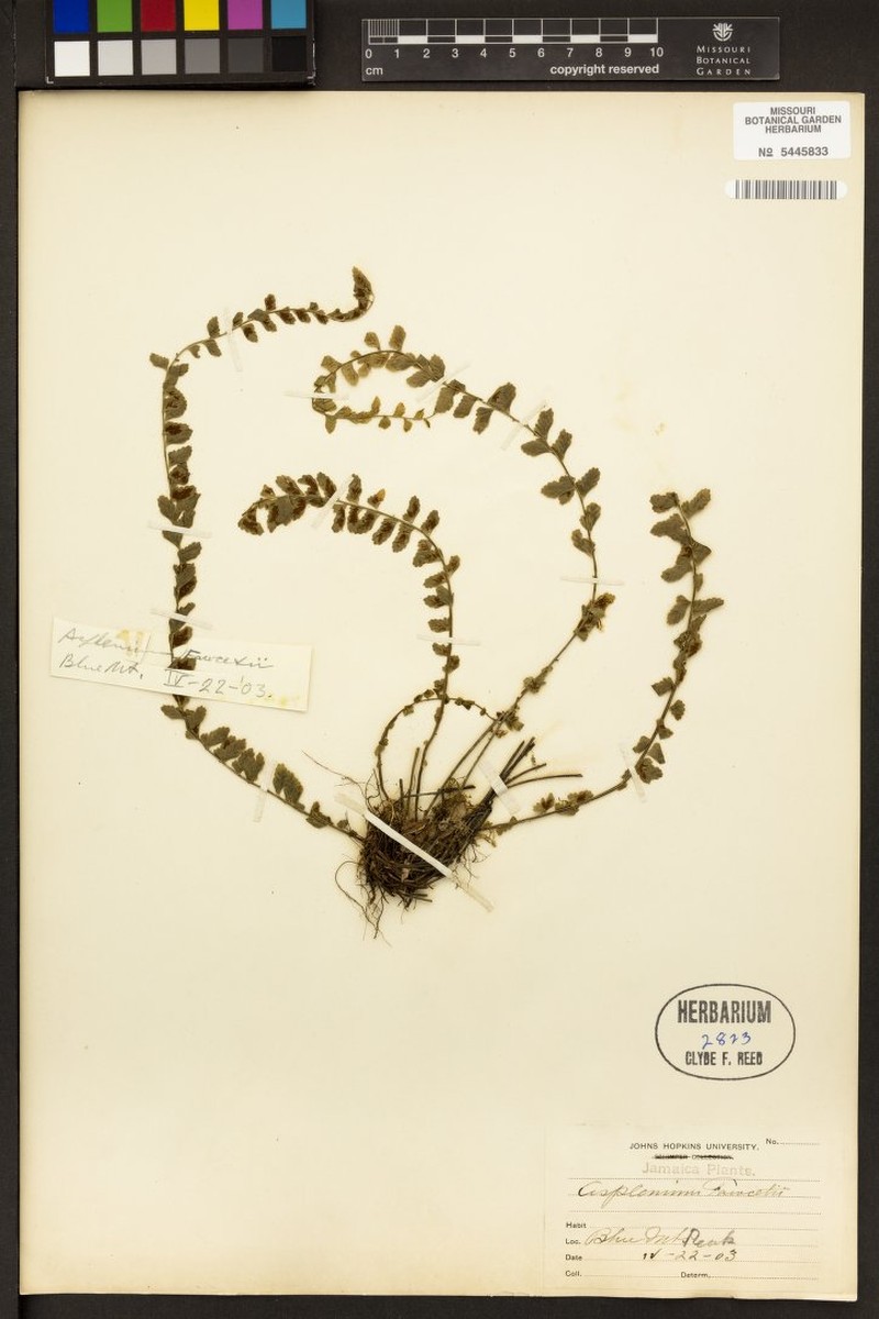 Asplenium × fawcettii