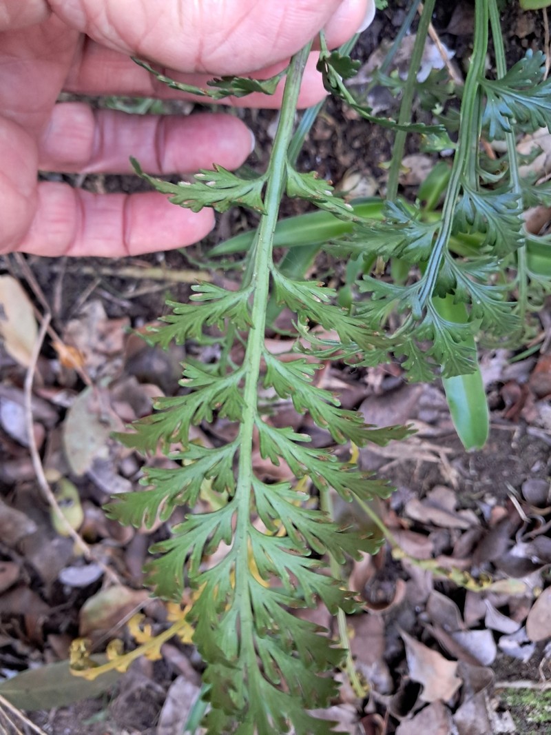 Asplenium × flexuosum