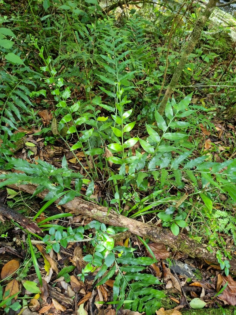 Asplenium × flexuosum photo 2