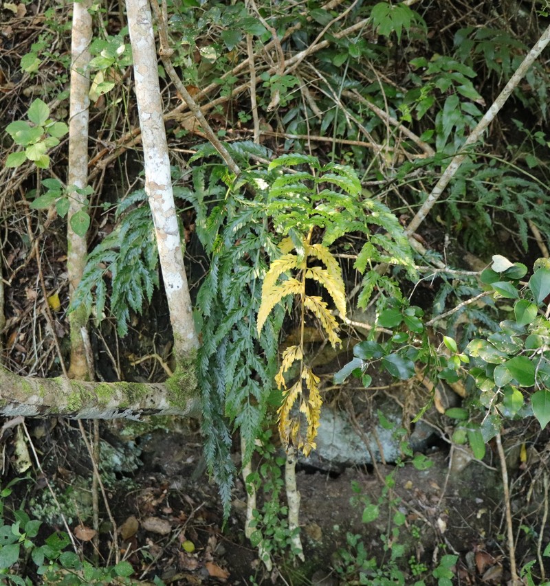 Asplenium × flexuosum photo 3