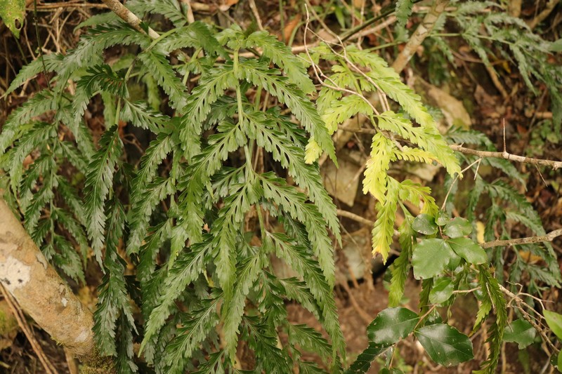 Asplenium × flexuosum photo 4