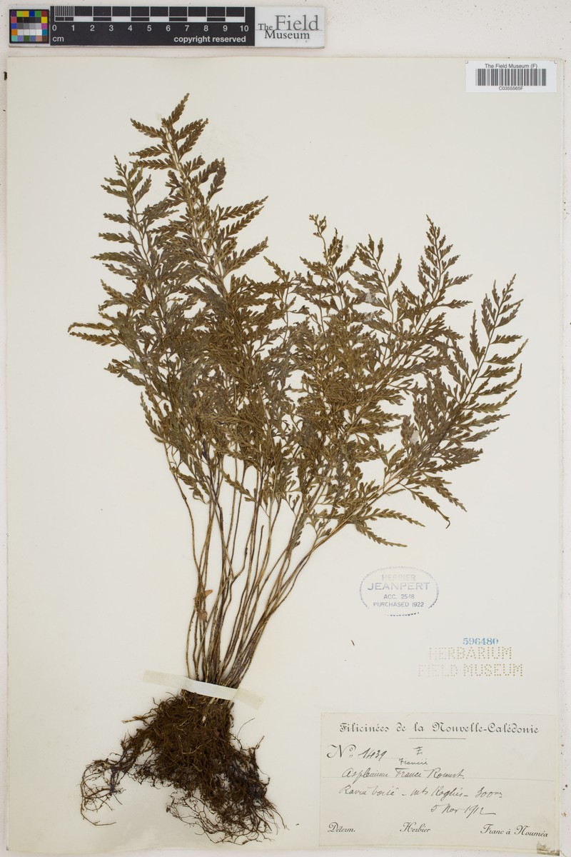 Asplenium × francii photo 3