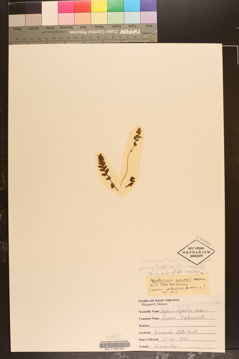 Spleenwort