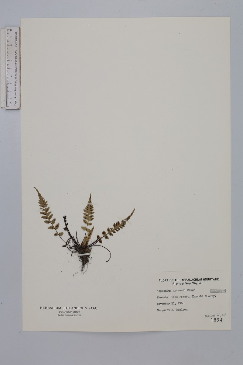 Spleenwort photo 2
