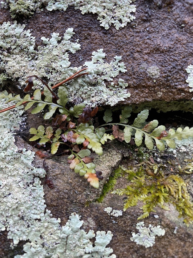 Spleenwort photo 4