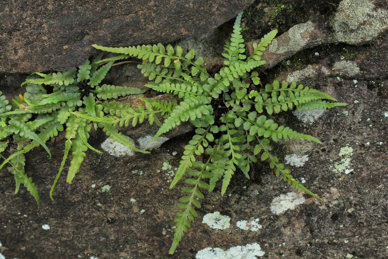Spleenwort photo 5