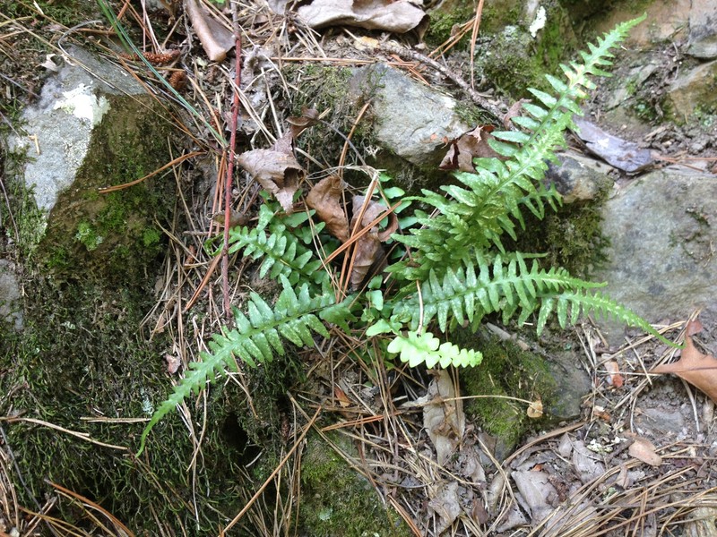 Spleenwort photo 6