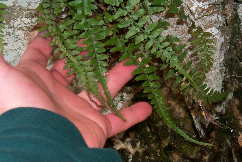 Spleenwort photo 7
