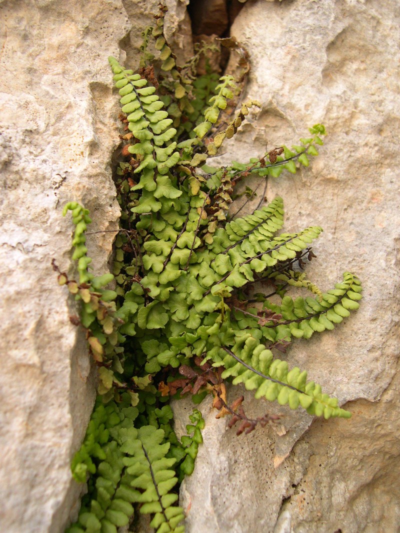 Asplenium × helii