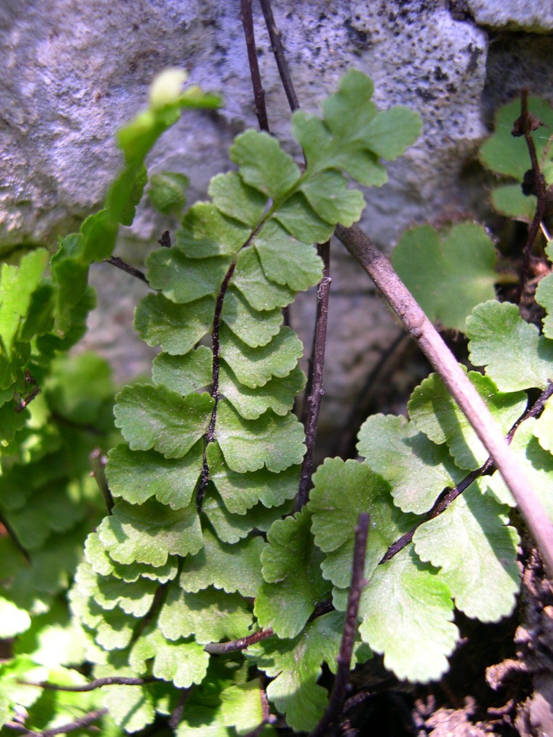 Asplenium × helii photo 2