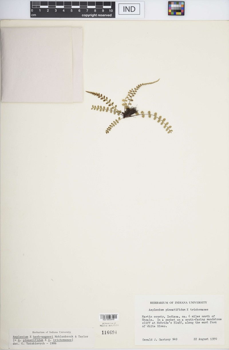 Spleenwort