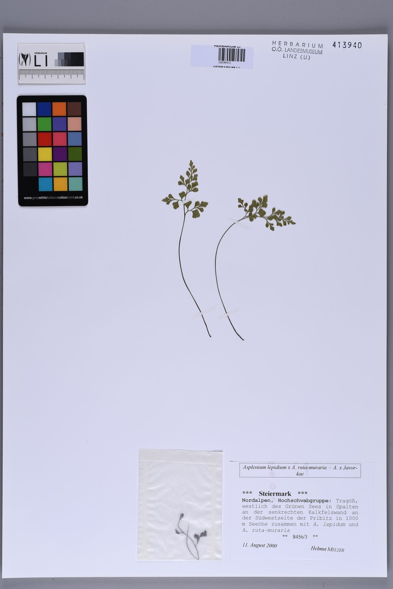 Asplenium × javorkae