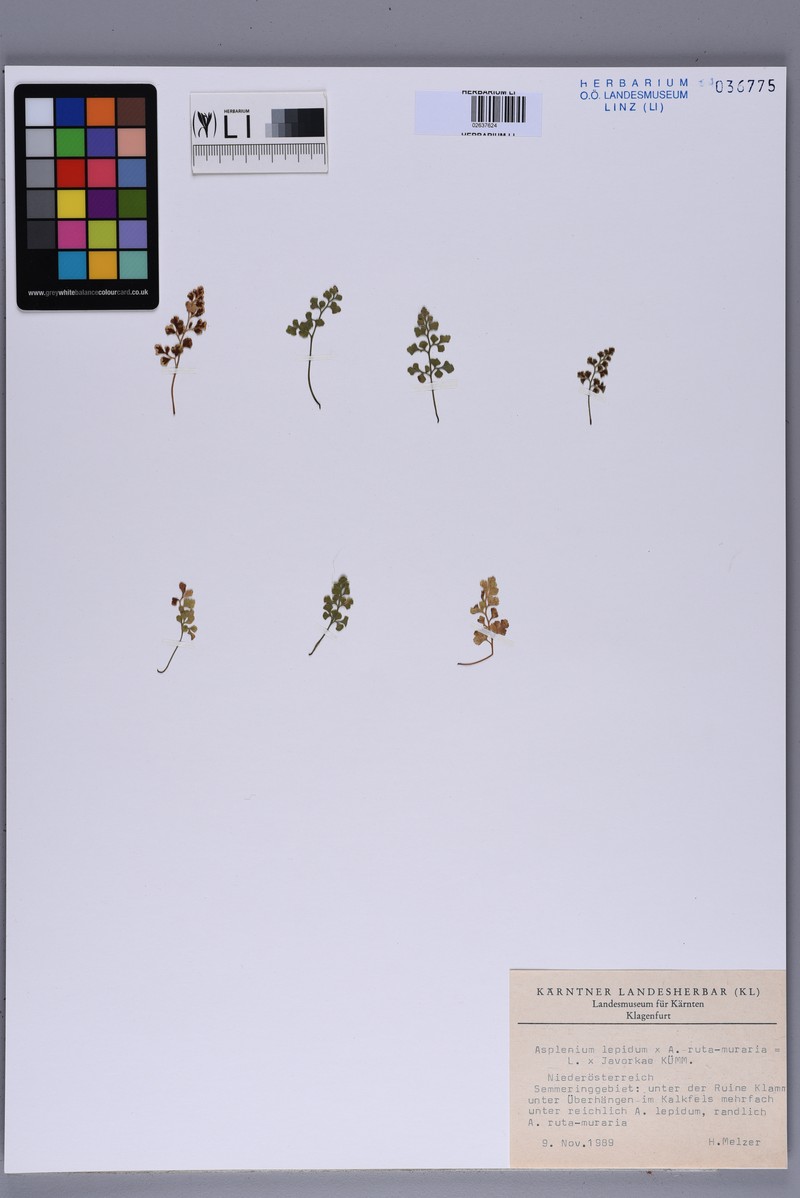 Asplenium × javorkae photo 2