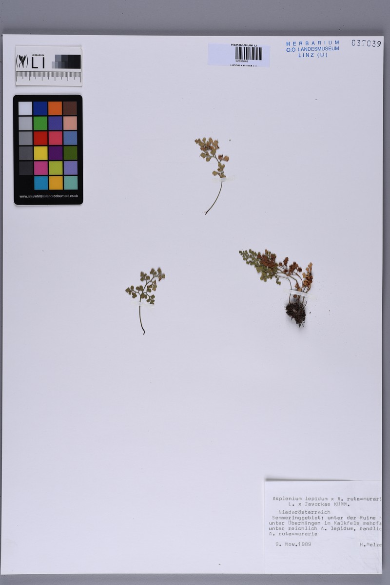 Asplenium × javorkae photo 3