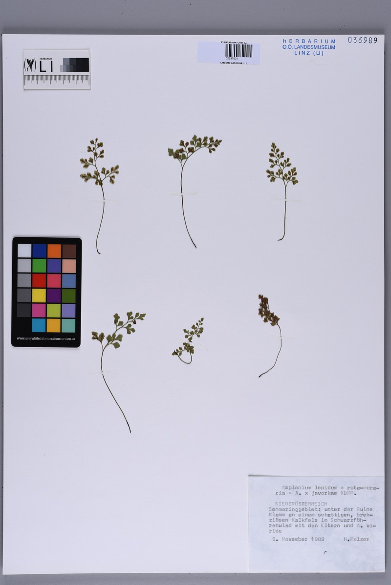 Asplenium × javorkae photo 4
