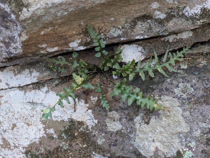 Spleenwort photo 2