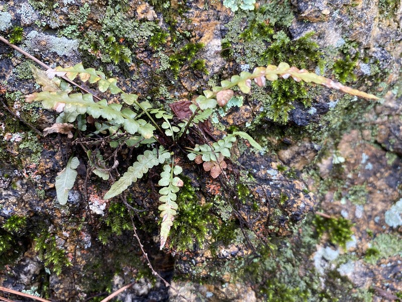 Spleenwort photo 3