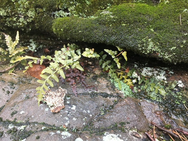 Spleenwort photo 4
