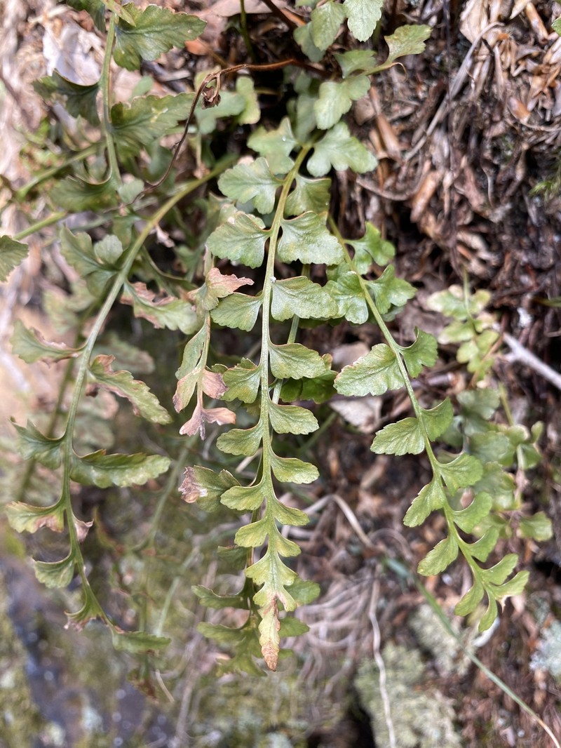 Spleenwort photo 5
