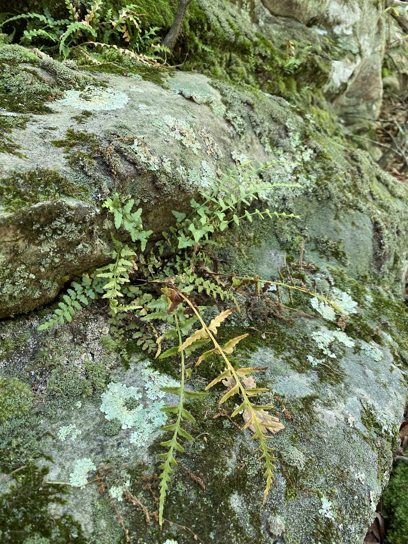 Spleenwort photo 6