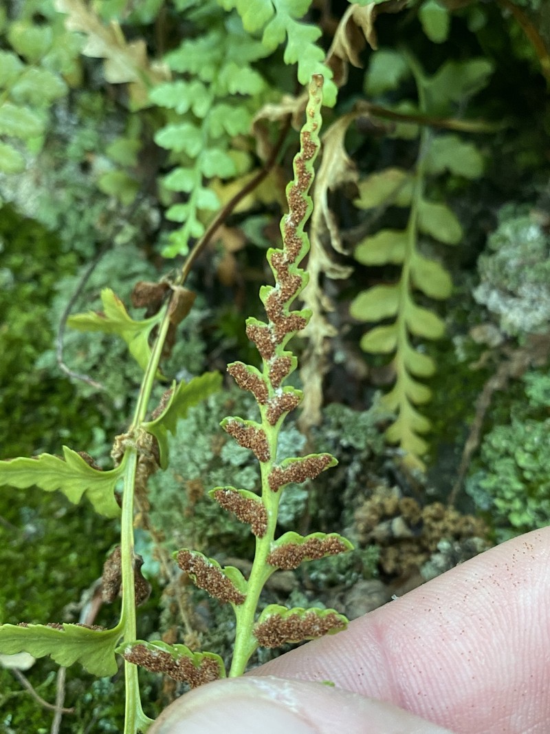 Spleenwort photo 7
