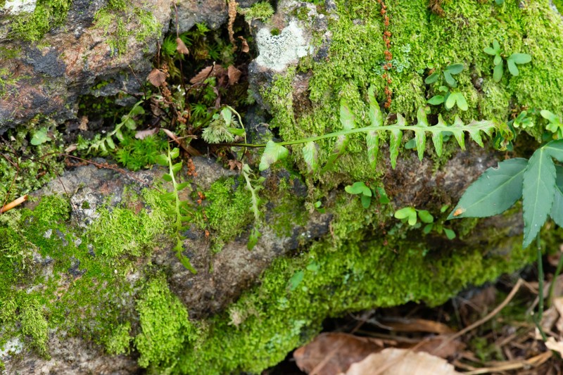Spleenwort photo 8