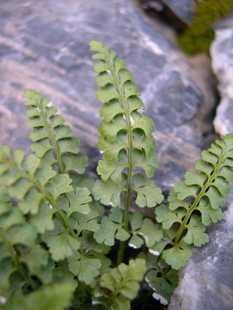 Asplenium × lessinense