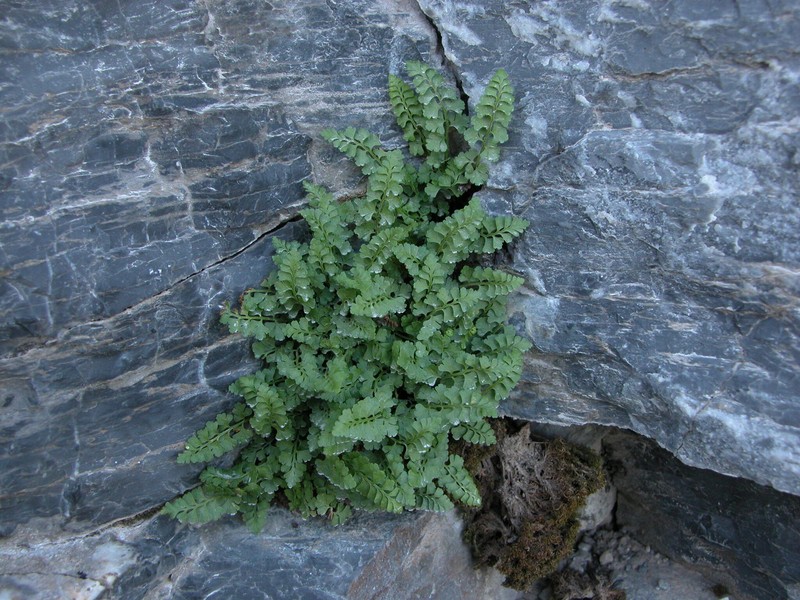 Asplenium × lessinense photo 2