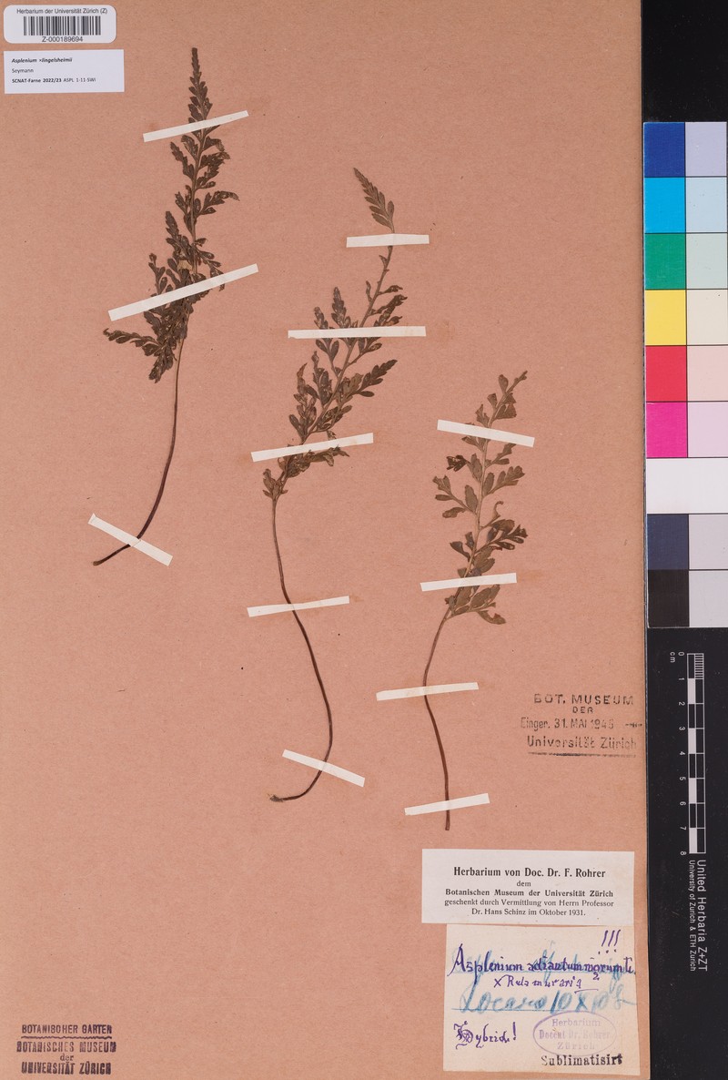 Asplenium × lingelsheimii