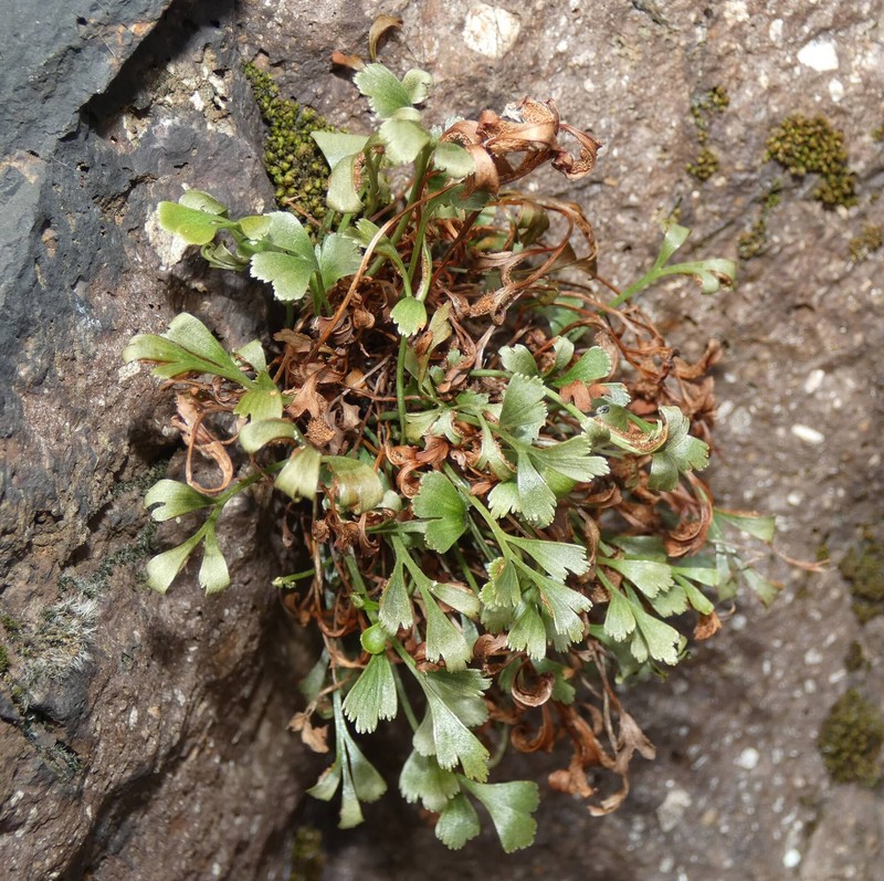 Asplenium × murbeckii