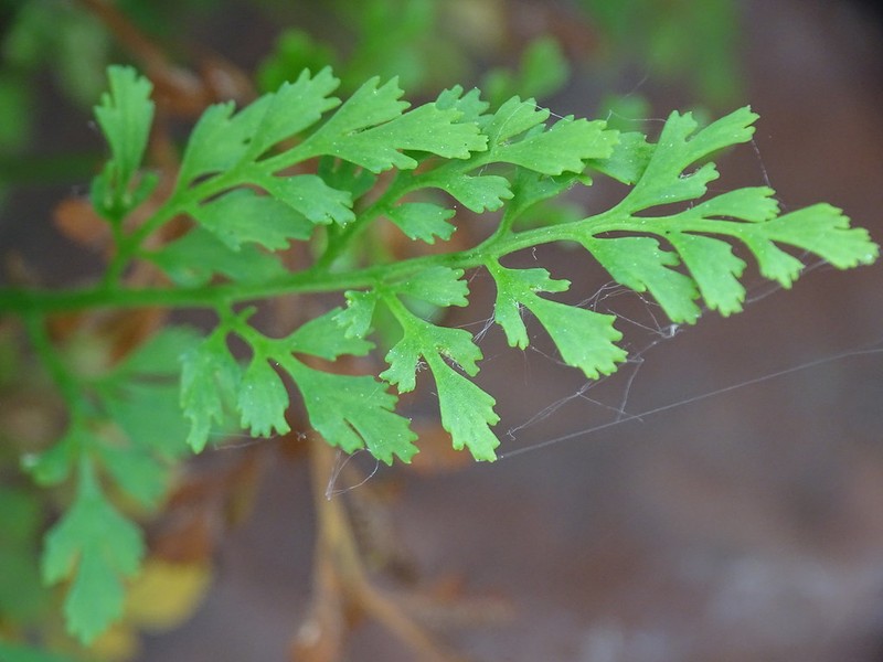 Asplenium × murbeckii photo 2