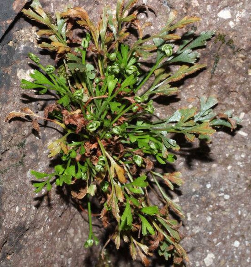 Asplenium × murbeckii photo 3