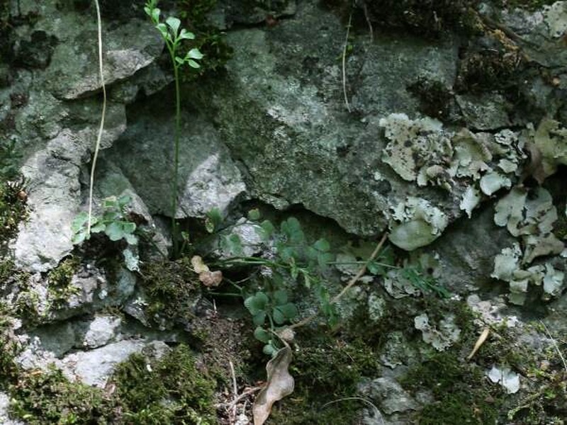 Asplenium × murbeckii photo 4