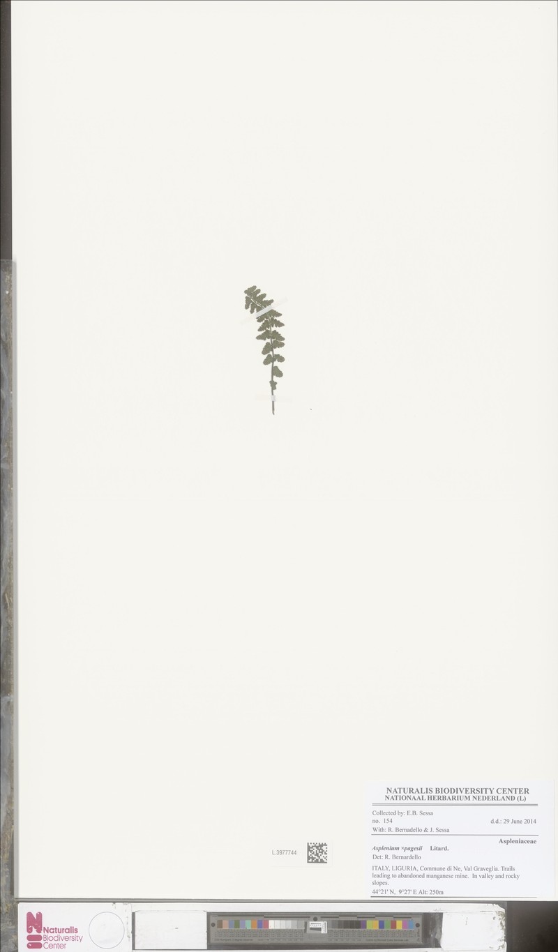 Asplenium × pagesii