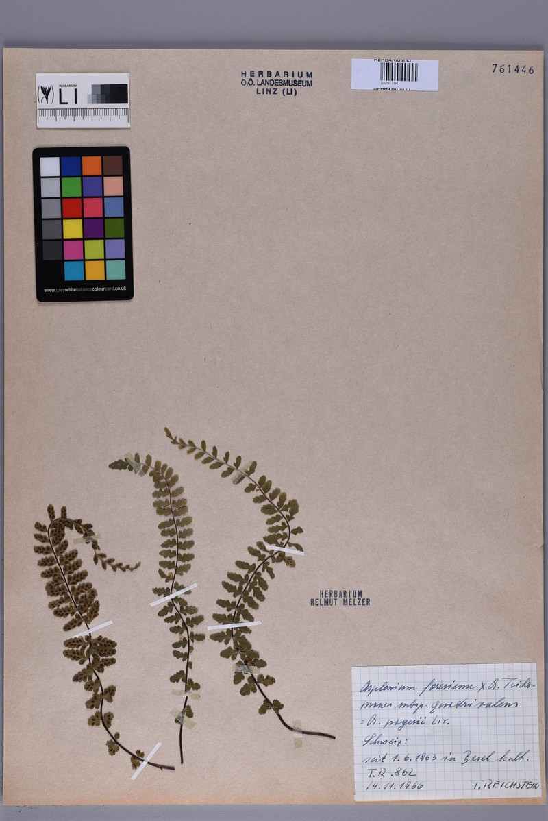 Asplenium × pagesii photo 2